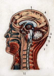 鼻と口の構造 断面図32010000046 の写真・イラスト素材アマナイメージズ