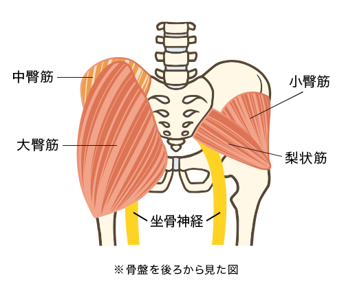 腰痛？ 左側のおしりの上が痛い場合の原因と自分でできるストレッチを解説！ - 株式会社リハサク