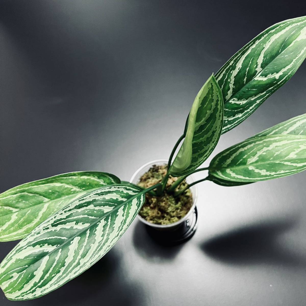 アグラオネマカーティシーAgleonema Curtisii 2505 - メルカリ