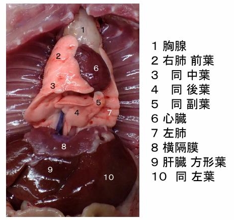 生贄□未知の道Sheep Engineer 的研究生活
