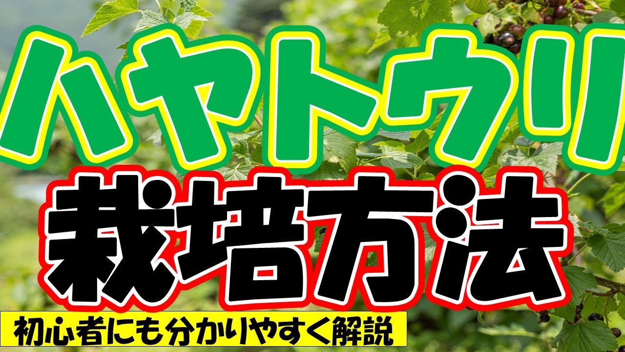 野菜球根 ハヤトウリ 緑種1球入 日本タネセンター : Gardener s Shop Ivy - 通販 - Yahoo!ショッピング
