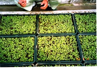 トルコギキョウ 土耳古桔梗 の育て方・栽培方法