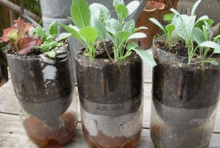 ペットボトルでチンゲン菜の収穫！ペットボトルプランターの作り方だよ 成長観察記録まとめ牛乳パックと発泡スチロールで家庭菜園してみたら結構難しくて何回も失敗したけど結果から少しずつ学んでいくブログ - 楽天ブログ