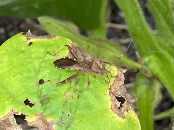 枝豆の栽培・育て方を解説！栽培の手順と収穫、病害虫の対策まで、家庭菜園やプランターで育てるコツを説明 - みんなのブログ体験農園なら貸し農園 市民農園 のシェア畑