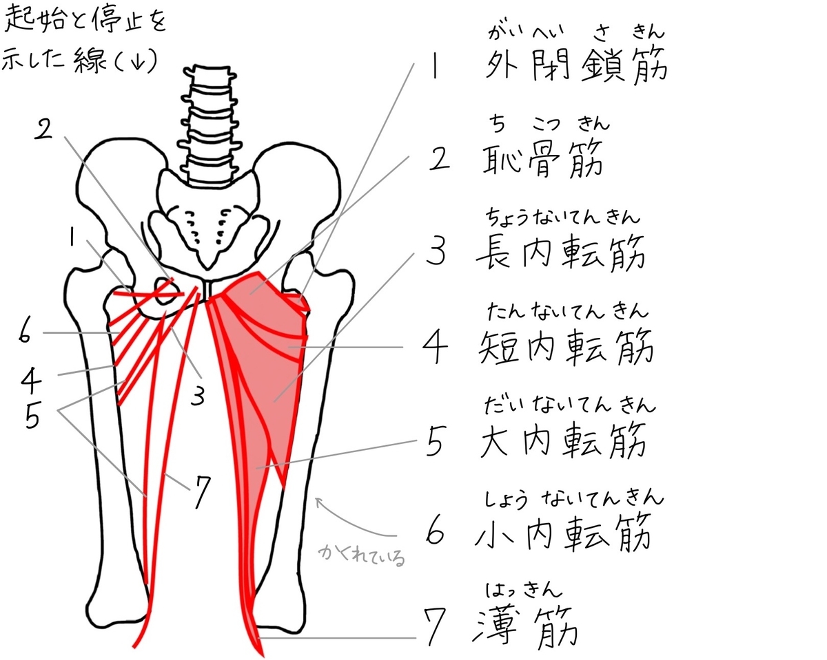 バレエノート 13 太もも裏の筋肉 ハムストリングス と大腿筋膜張筋について テキストPDF印刷OK！ - 森のバレエヨガ - 三科絵理