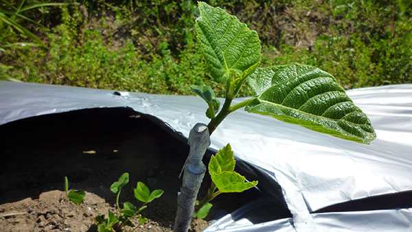 いちじく 挿し木の方法 時期やコツをわかりやすく解説│いちじくびより