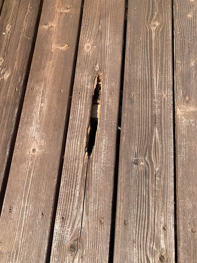 森の壊れた腐った木Premium写真