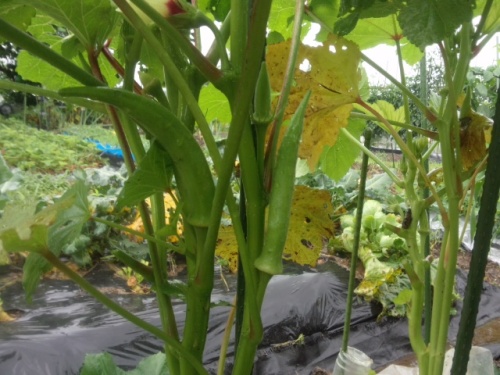 オクラのコンニオンプランツ栽培収穫後はそのまま次の野菜に有効利用！カジトラ