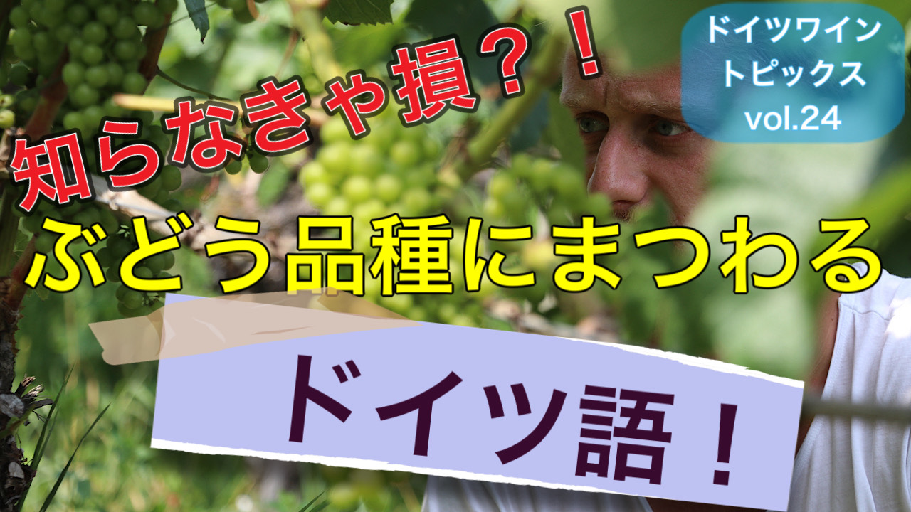 楽天市場 ゲヴェルツ・トラミナー・トロッケン カール・ファフマン : ワインと地酒 酒のあさひや