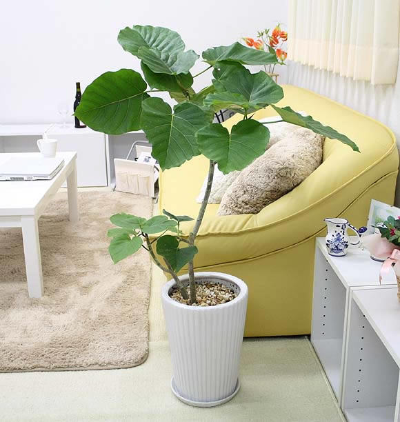 観葉植物 フィカス・ウンベラータの育て方季節別の水やりや肥料、植えかえ方法や、挿し木での増やし方などもご紹介植物とあなたをつなぐPlantia