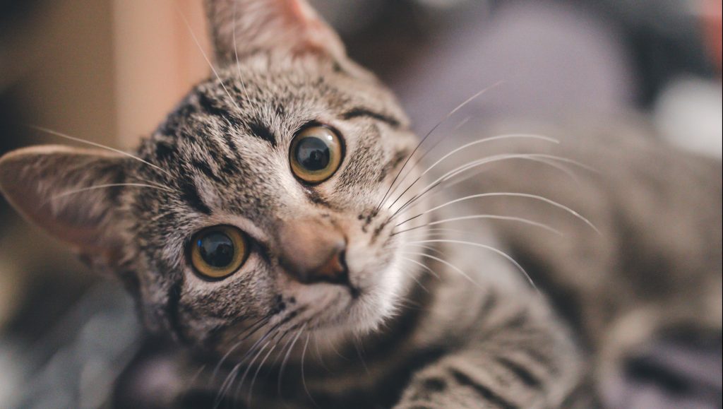 旗袍的新故事旗袍の歴史と意味をたどるチャイナドレス博物館