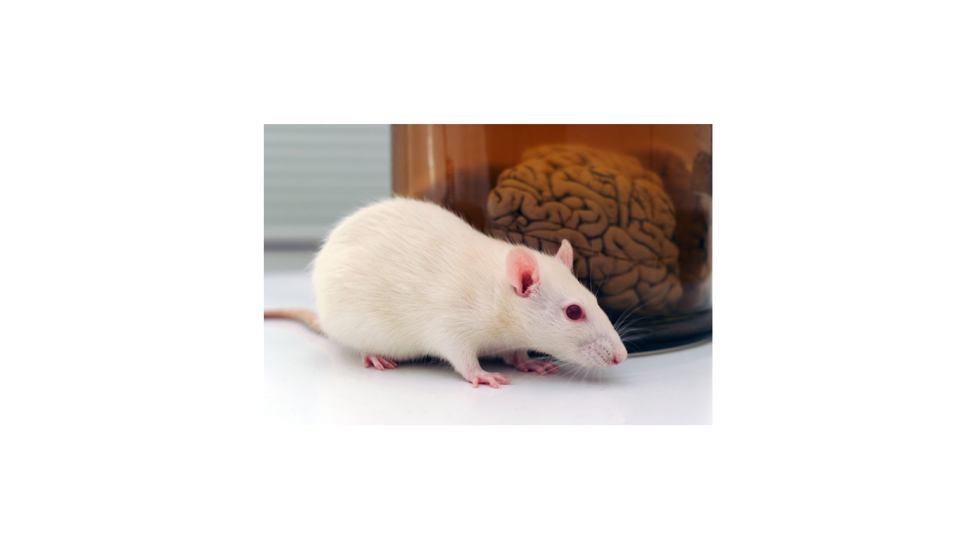 第20号・実験動物の遺伝的コントロールの大切さ