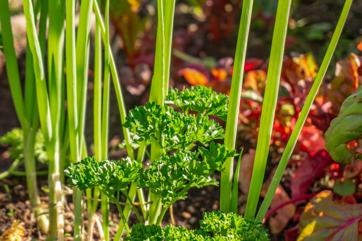 オクラのコンパニオンプランツとは？初心者にもわかる完全ガイド家庭菜園おすすめガイド