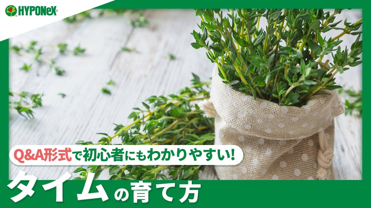 コモンタイムを種から育てる ハーブ栽培 そだレポ 栽培レポート byFitófiloみんなの趣味の園芸