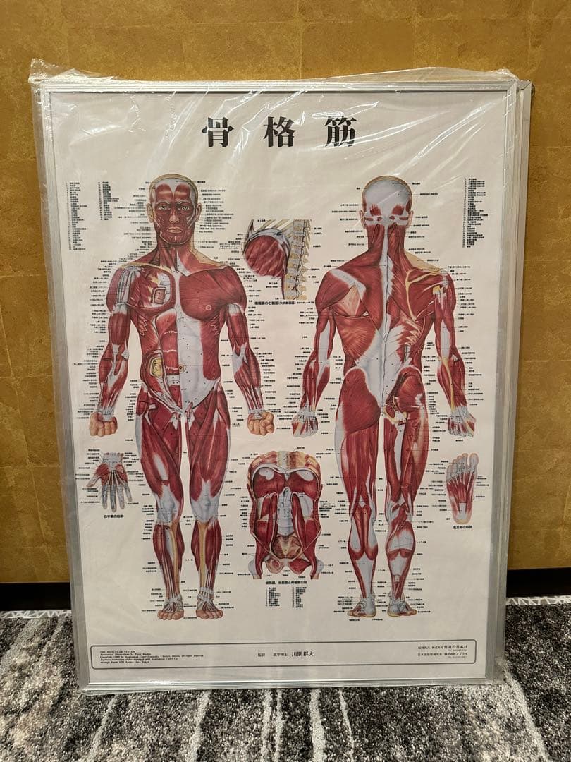 全身の骨格と主な骨の名称 斜め のイラスト - 医療のイラスト・写真・動画、素材販売サイトのメディック medick