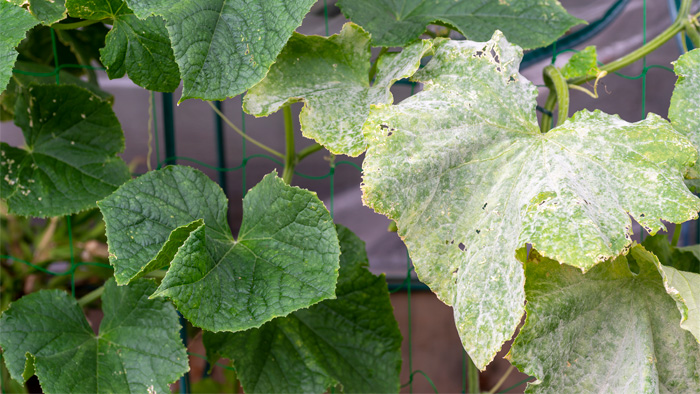 キュウリ 斑点細菌病