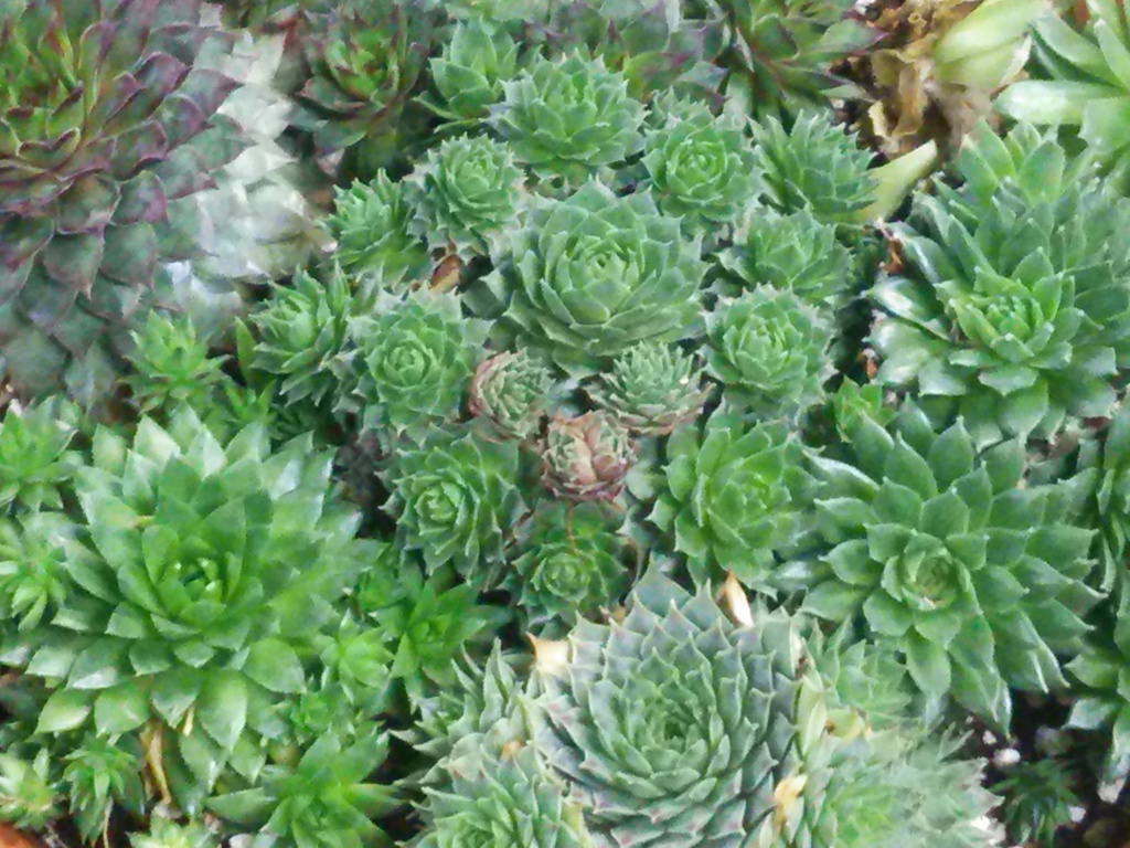 センペルビウムの育て方とは？育てる場所や水やりのコツ、植え替え方法などについて解説 カインズ花図鑑となりのカインズさん