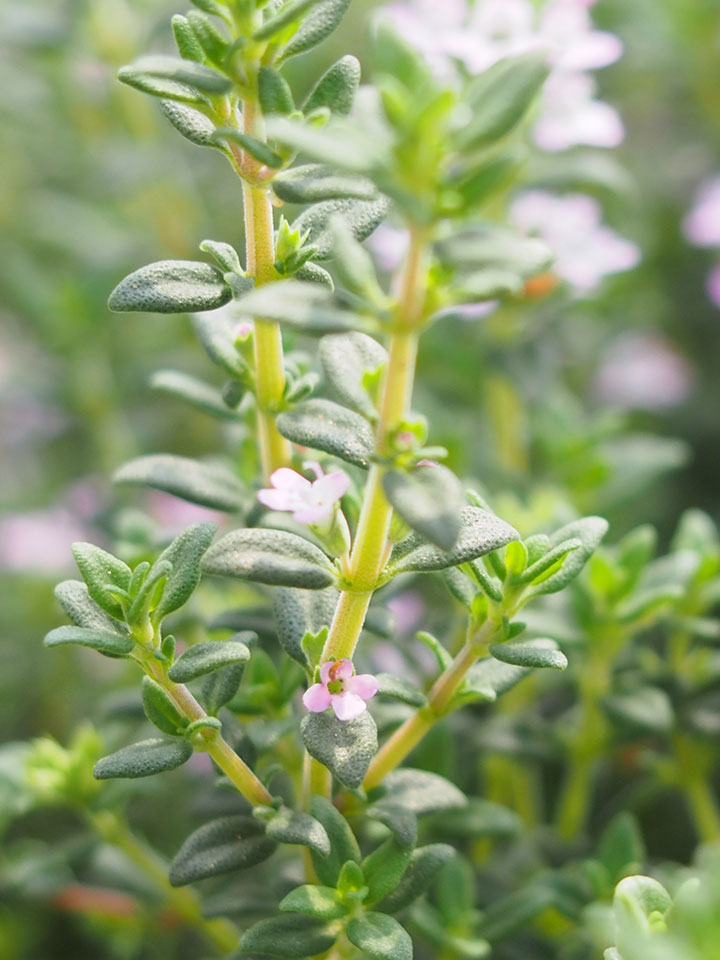 クリーピングタイムの育て方・栽培方法LOVEGREEN ラブグリーン