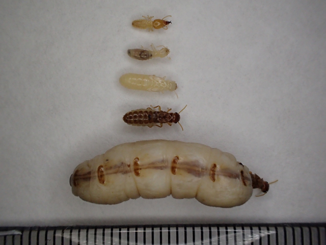 シロアリの大きさはどれくらい？種類と階級別の見分け方リフォーム費用の一括見積り -リショップナビ