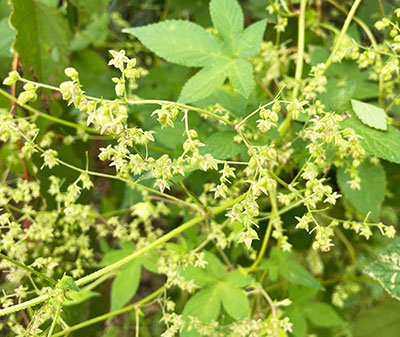 花粉写真 図版 ;Pollen photographplate