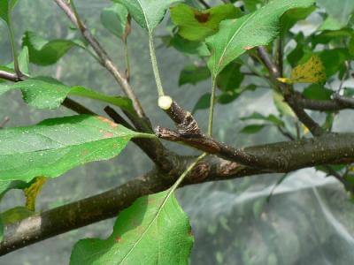 アルスコーポレーション 果樹剪定鋸 魁 24園芸 農業 のこぎり 剪定 枝切SG-24 のこぎり 園芸用通販 - ヤマキシオンラインショップ