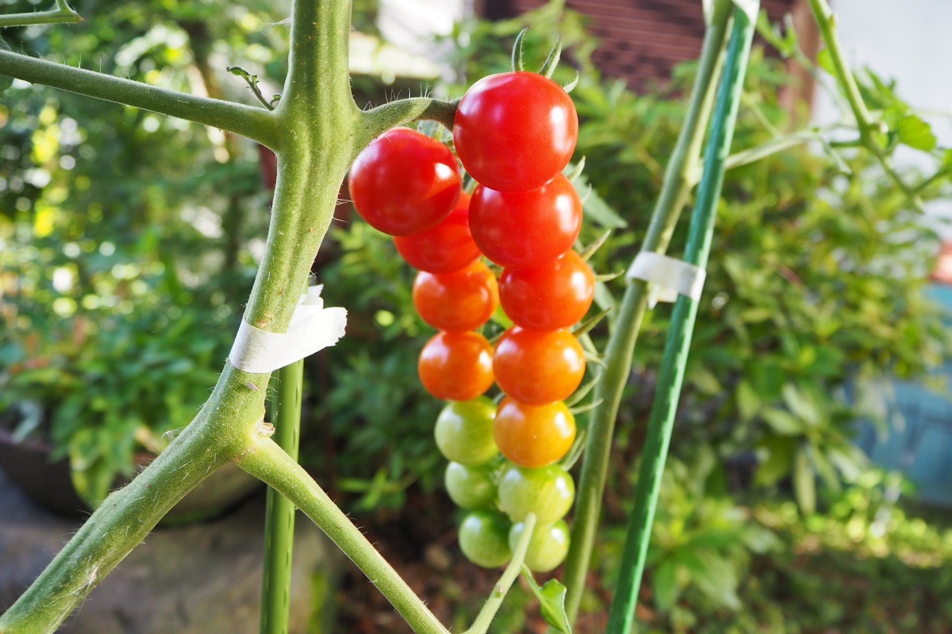 おいしいミニトマトを作るために剪定 せんてい はとても大切🍅 夏の収穫に向けて、今の時期にやりましょう💪ミニトマトミニトマト栽培家庭菜園家庭菜園初心者