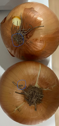 玉ねぎの病気に注意！原因はカビ菌の増殖！？家庭菜園農園栽培農家 玉ねぎ好きな人と繋がりたい赤玉ねぎTikTok