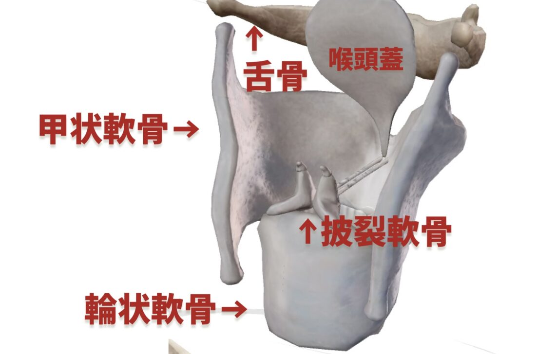 口腔とのどの疾患徳島 大櫛耳鼻咽喉科 はな・みみサージクリニック