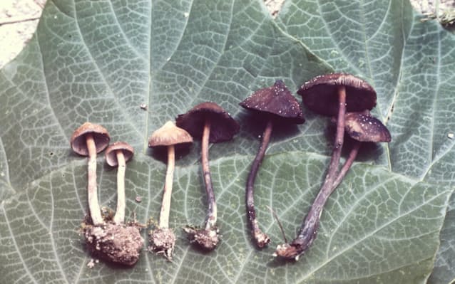 毒きのこには注意しましょう