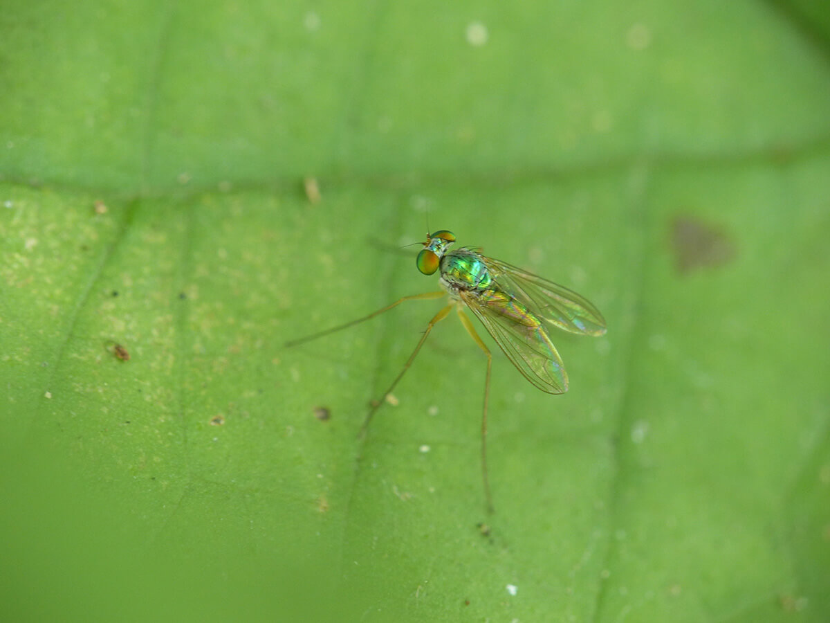 家の中によく入ってくる茶色い蚊！！『アカイエカ』風人の虫部屋