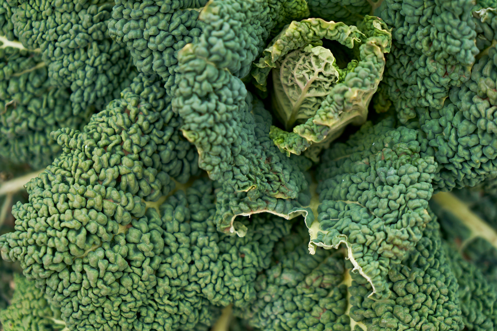 「毛細血管」を鍛えて免疫力を上げ病気を防ぐ髙倉 伸幸 本通販Amazon