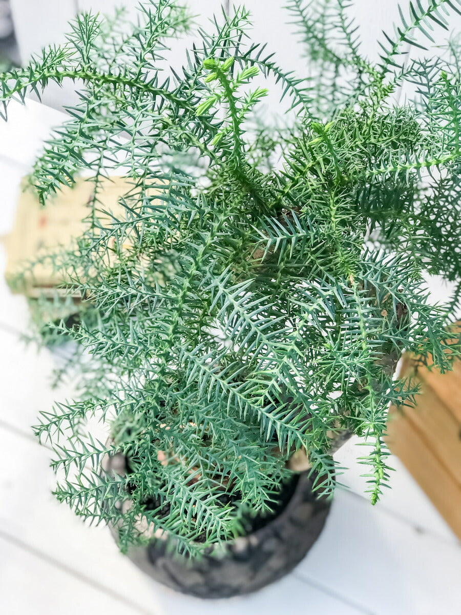 アローカリア カニンガミー ナンヨウスギC STORE C