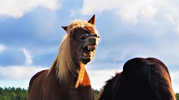 馬の歯「みんなの乗馬」ブログ