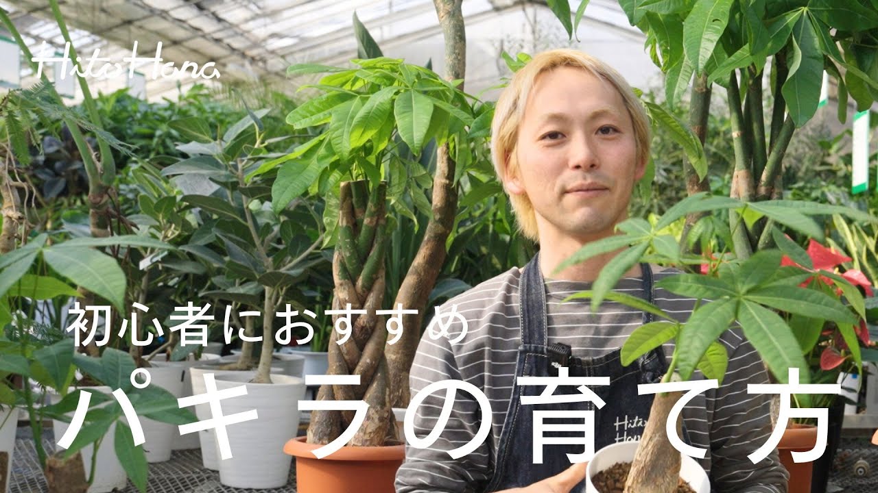 パキラて、どんな植物ですか - カイエンナッツと呼ばれる実が付く２０ｍ- Yahoo!知恵袋