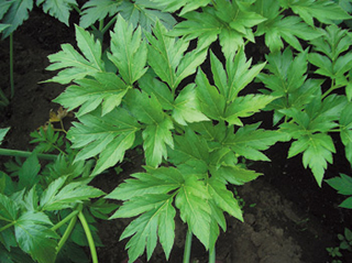 おやど 二本の葦束和食料理人正社員 由布院の格別な空間の宿で、他では味わうことのできない新しい創作料理を提供してみませんか