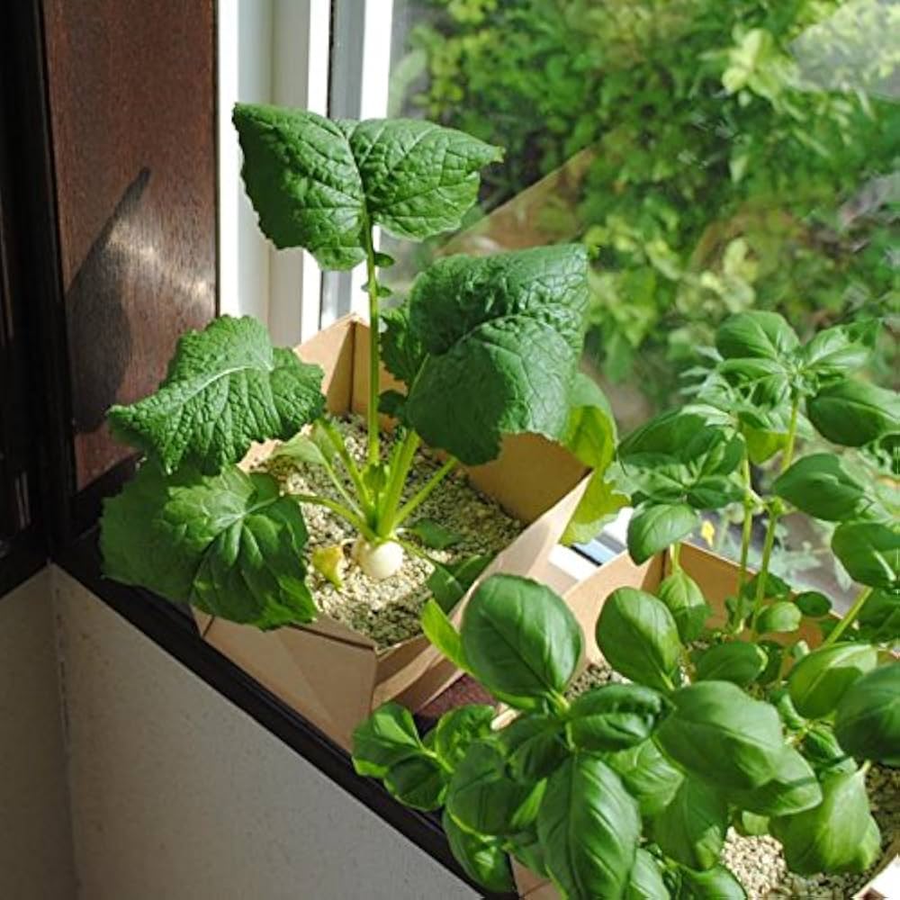 パセリの葉が枯れたようになっています。虫又は病気でしょうか？対処方- Yahoo!知恵袋