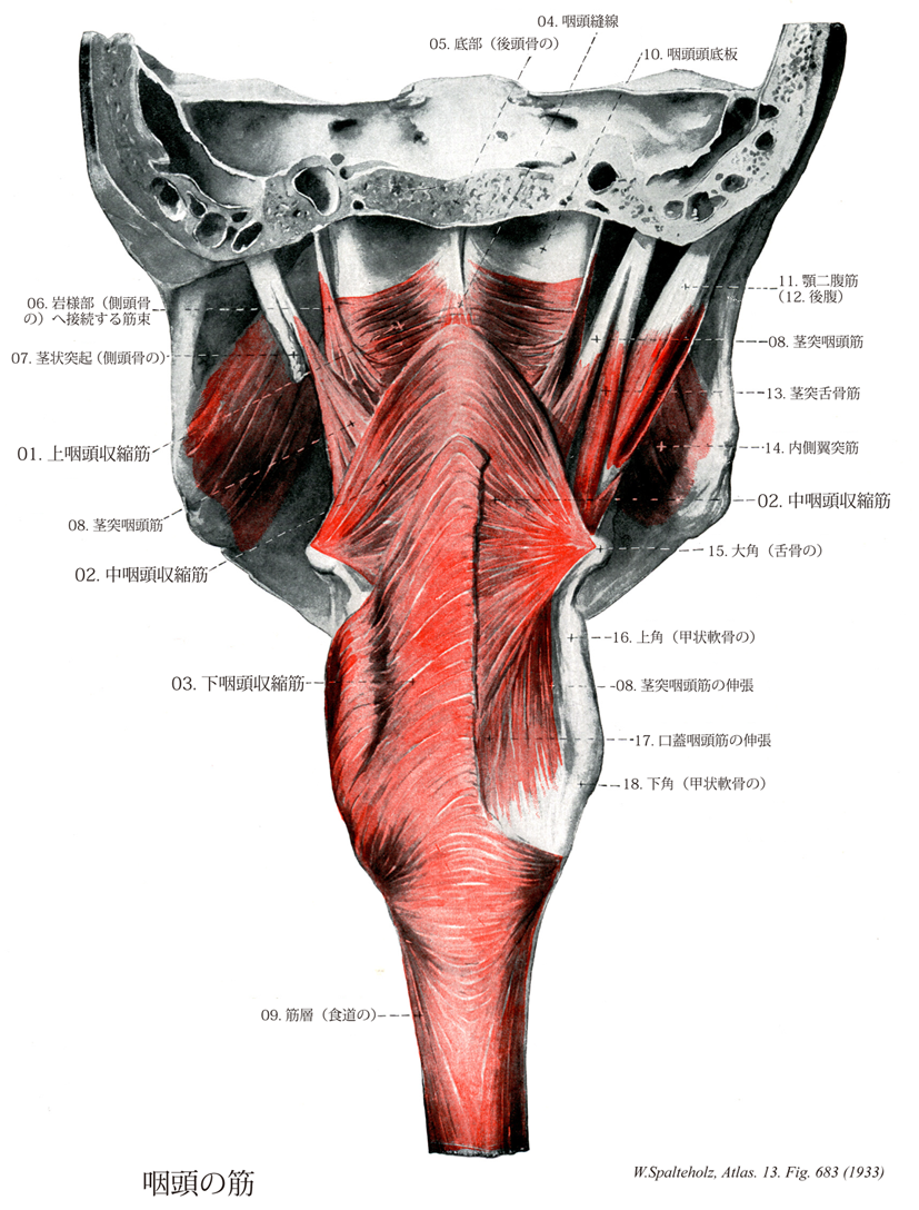 気道管理：経口気管挿管 別バージョン- Procedures Consult
