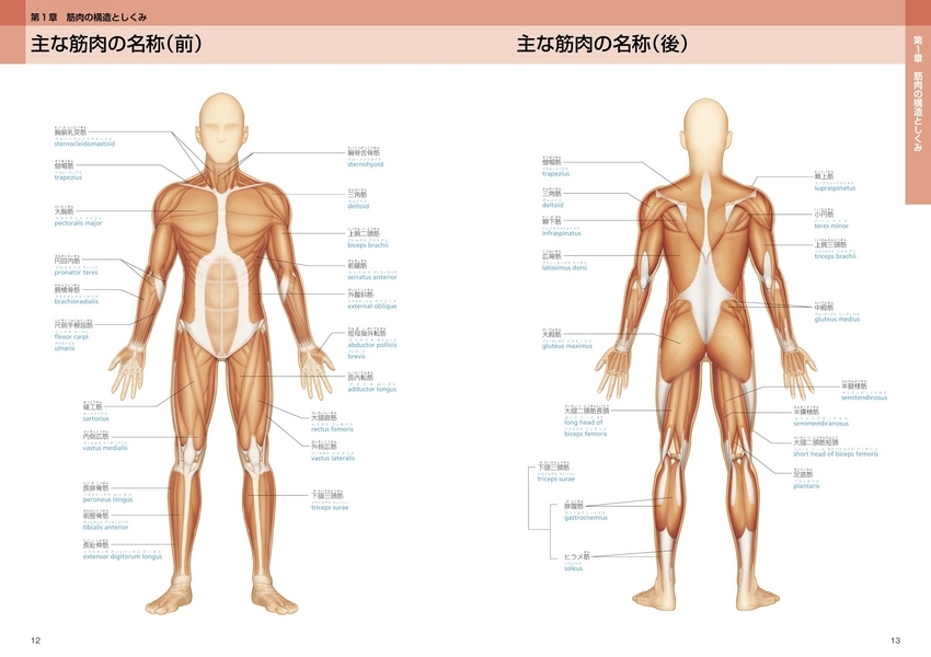 5,300点を超える人体模型のイラスト素材、ロイヤリティフリーのベクター素材グラフィックスとクリップアート - iStock人体図, 筋肉, 人体 構造