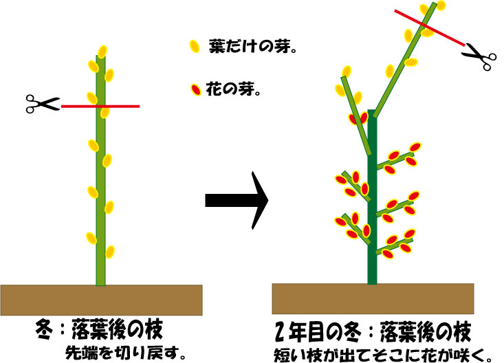 豊後 ウメ 実梅の特徴と育て方 kaju_ume003-03苗木部の部室 〜苗木、育てよう〜 By 花ひろばオンライン