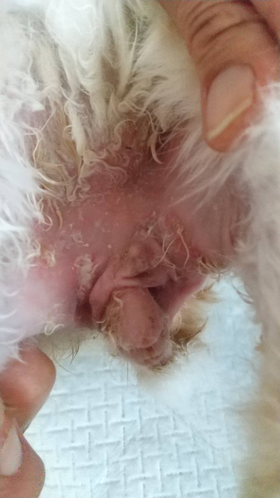 ソアホック うさぎの床擦れ、褥瘡Kanade's ROOM