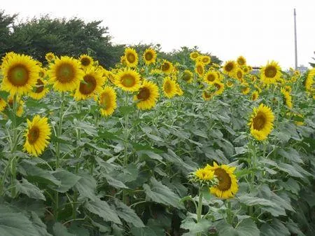 牛島古川公園のコスモス | digipopphotoのブログ