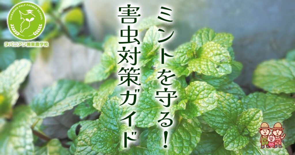 ミントが枯れた？原因と対処法を見つけて上手に育てましょうLOVEGREEN ラブグリーン