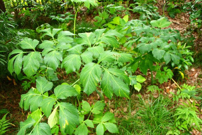 山本漢方 明日葉 粒 100%240粒あしたば 青汁粒 ※軽減税率対象商品-健康補助食品