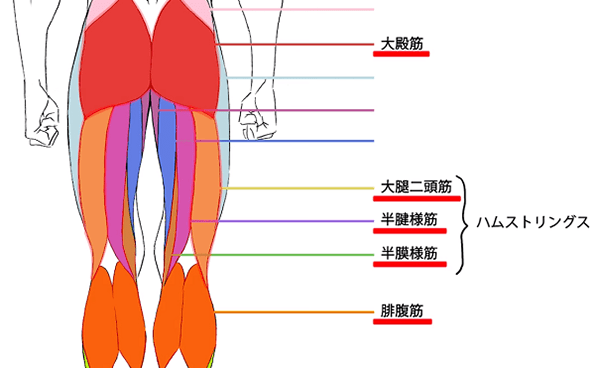 男性の足の筋肉