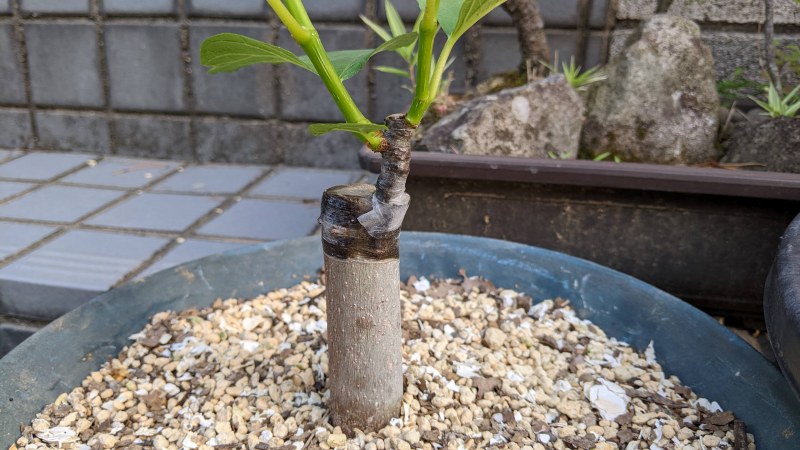 イチジクの育て方ベランダで鉢植えするなら剪定に秘訣アリ – UETE