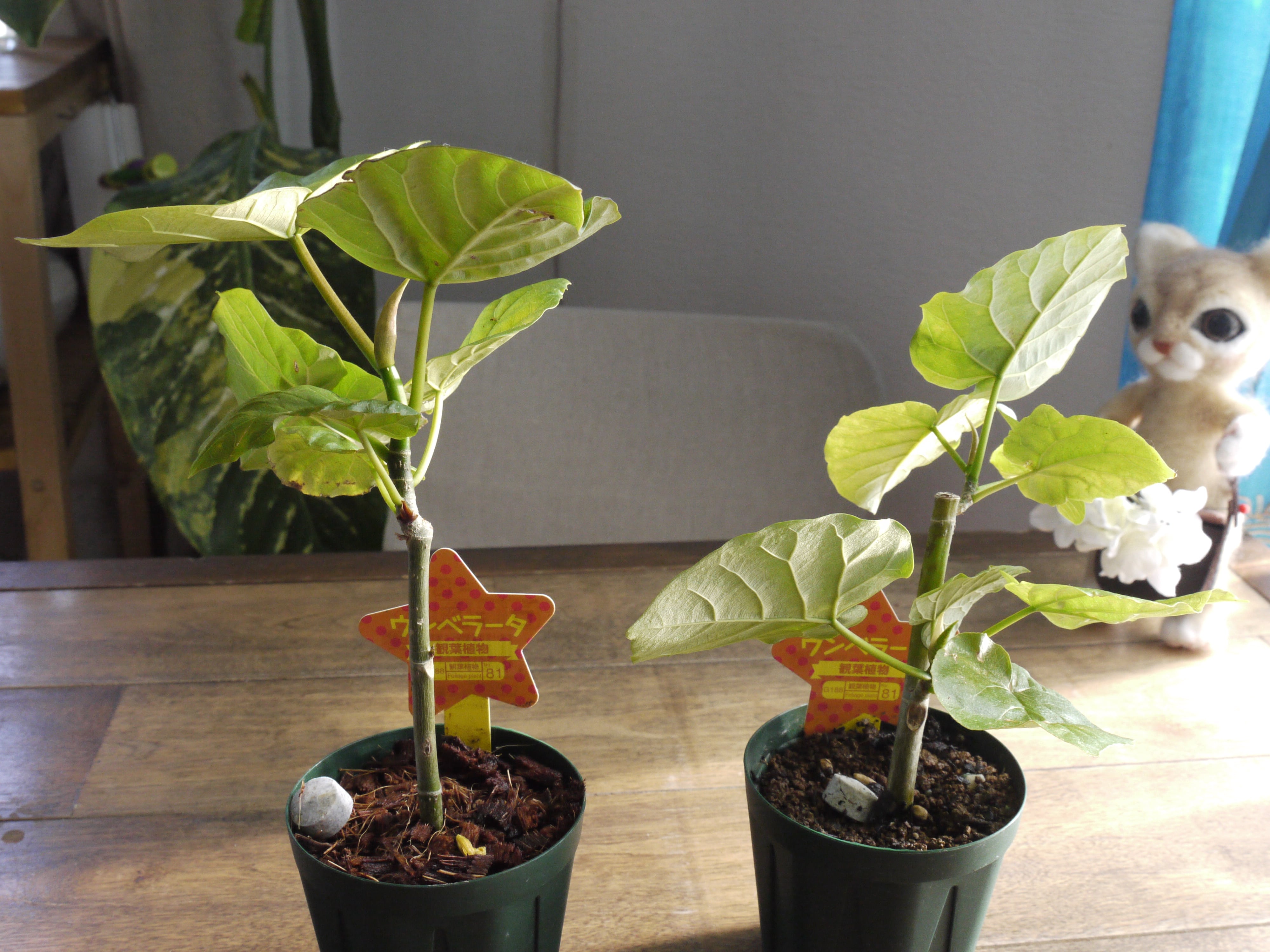 ウンベラータにおすすめの肥料は？室内でも清潔に管理できるものが最適！観葉植物のお悩みを解決するなら観葉植物ラボ