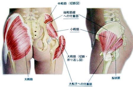 妊娠中期のお尻の痛みは、お尻のコリが原因かも！？引き起こす習慣、対処法。神戸垂水整体院 すずらんカイロプラクティック