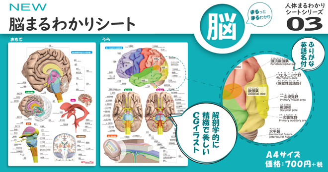脳 ノウ とは？ 意味や使い方 - コトバンク