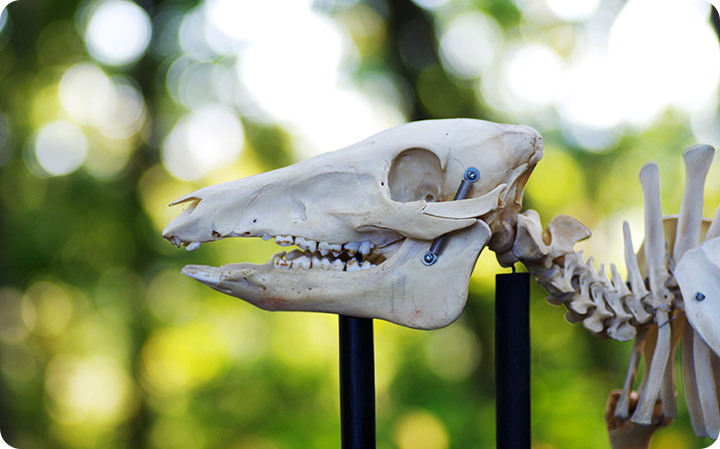 食べたい」でも「手に入りにくい」シカやイノシシ肉 害獣駆除対策としても注目される野生動物の肉＝ジビエ食のいま ＃食の現在地 Yahoo!ニュースオリジナル THE PAGE