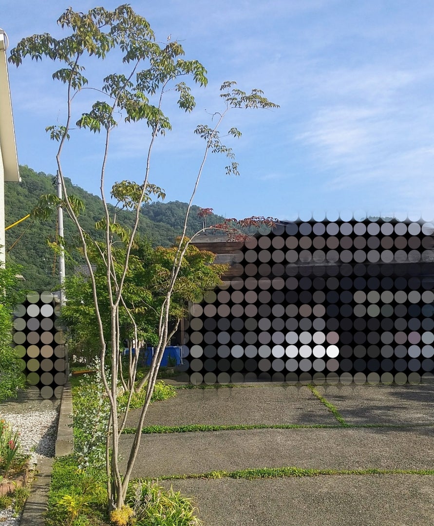 楽天市場 アオダモ オーレア：黄金葉7号 ポット苗 1鉢 アオダモオーレア アオタゴ コバノトネリコ バットノキ バットの木 Fraxinuslanuginosa : LAND PLANTS 楽天市場店